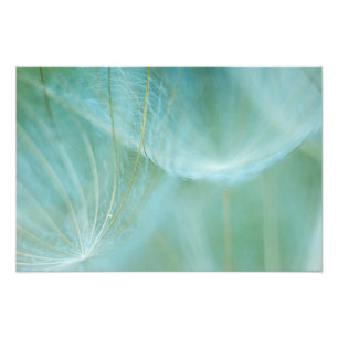 Dandelion macro photo print
