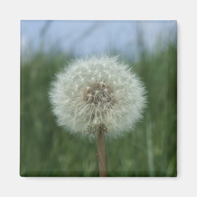 Dandelion Magnet (Front)