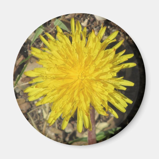 Dandelion Magnet (Front)