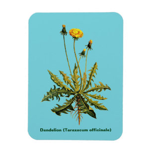Dandelion Magnet