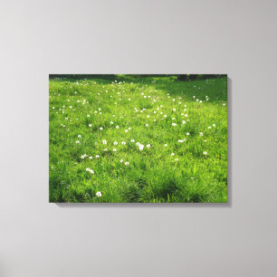 Dandelion Meadow Canvas Print