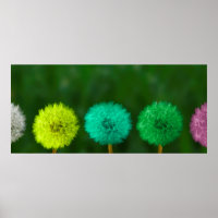 Dandelion multicoloured coloured