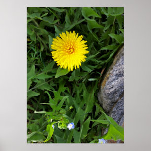 dandelion near rock poster