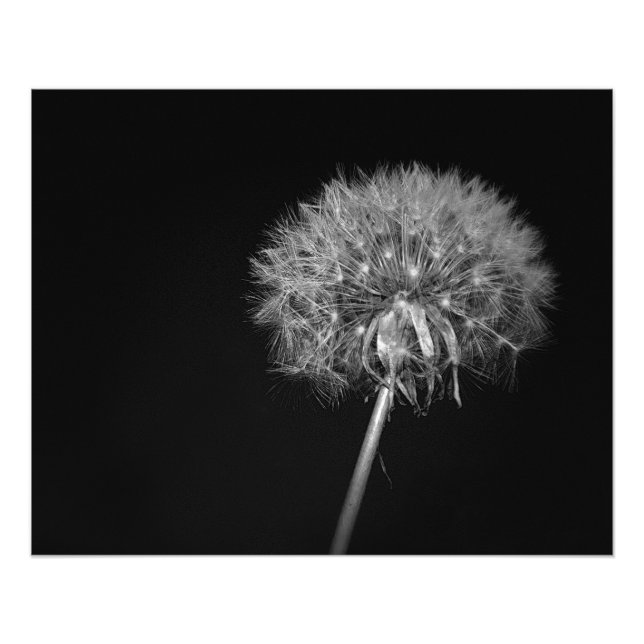 Dandelion, Night, Black and White Photo Print (Front)