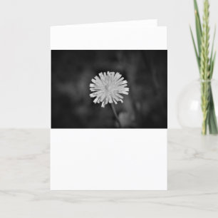 Dandelion / Noir, card