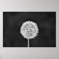 Dandelion - Noir