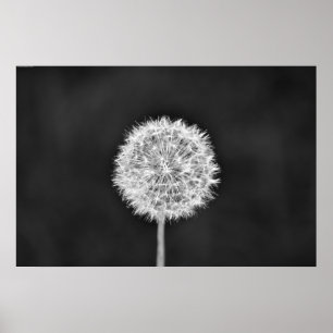 Dandelion - Noir Poster