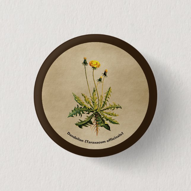 Dandelion On Old Paper 3 Cm Round Badge (Front)