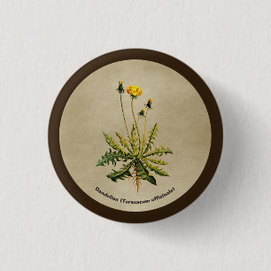 Dandelion On Old Paper 3 Cm Round Badge