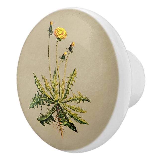 Dandelion On Old Paper Ceramic Knob (Right)