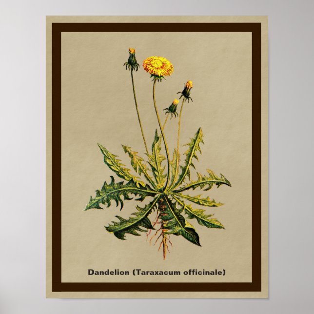 Dandelion On Old Paper Poster (Front)