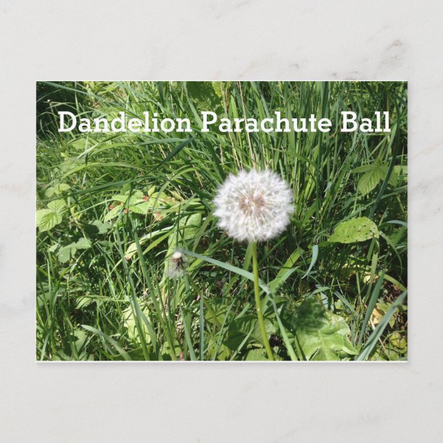 Dandelion Parachute Ball Postcard (Front)