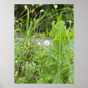 Dandelion Photo Poster