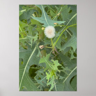 Dandelion Photo Poster