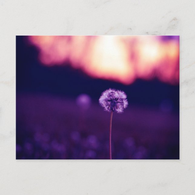 Dandelion Postcard (Front)