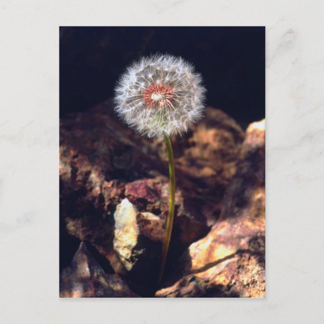Dandelion Postcard (Front)