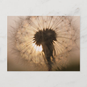 Dandelion Postcard