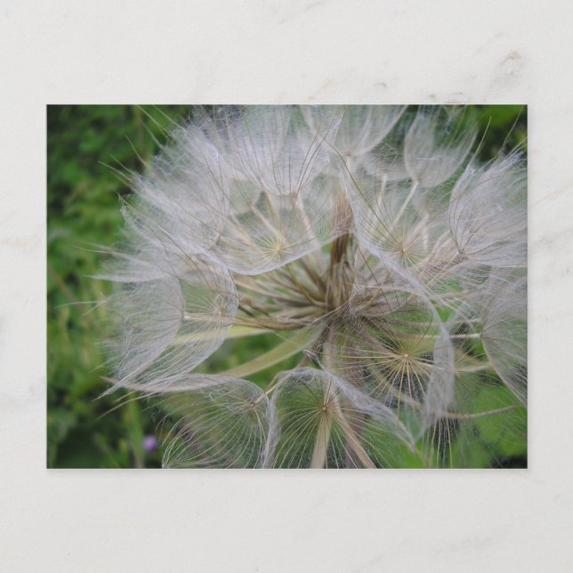 Dandelion Postcard (Front)