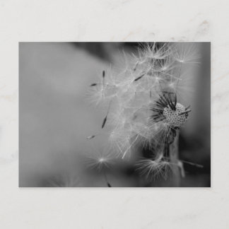 Dandelion Postcard