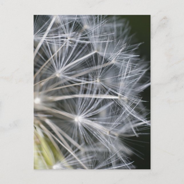 Dandelion Postcard (Front)