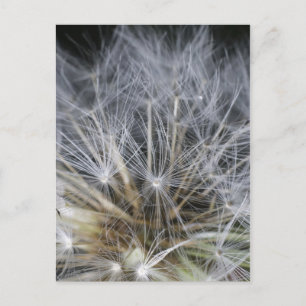 Dandelion Postcard