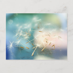 Dandelion Postcard