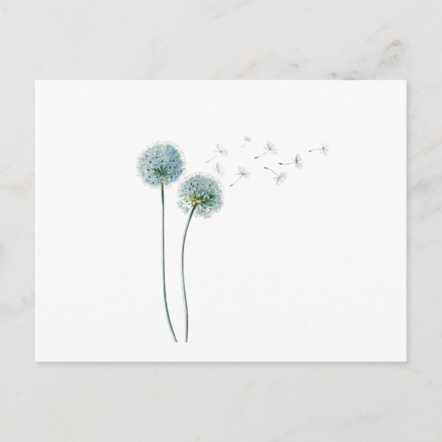 Dandelion Postcard (Front)