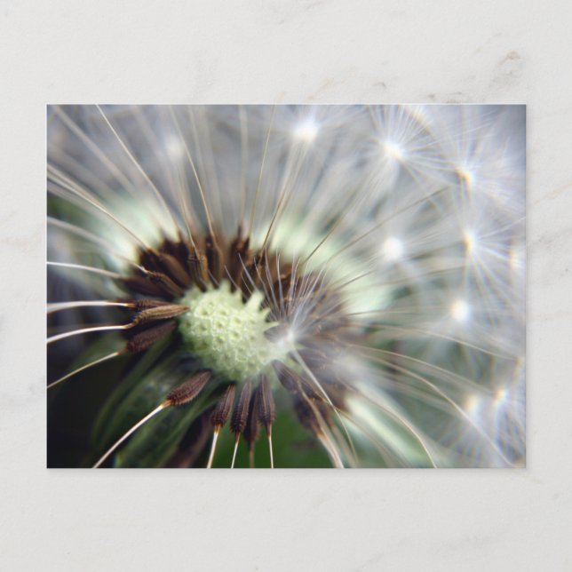 Dandelion postcard (Front)