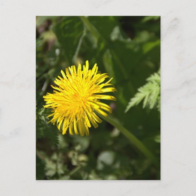 Dandelion Postcard (Front)