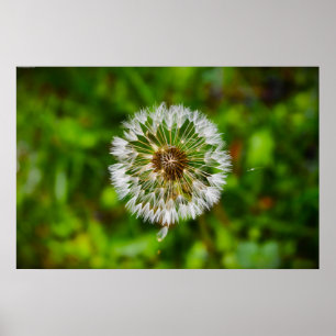 Dandelion, Poster