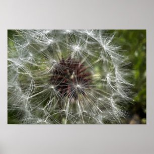Dandelion Poster