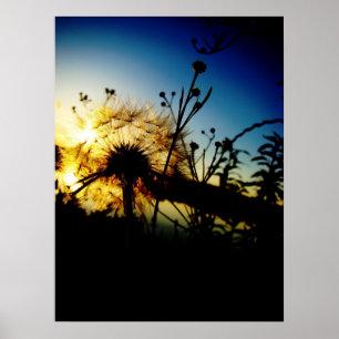 Dandelion poster