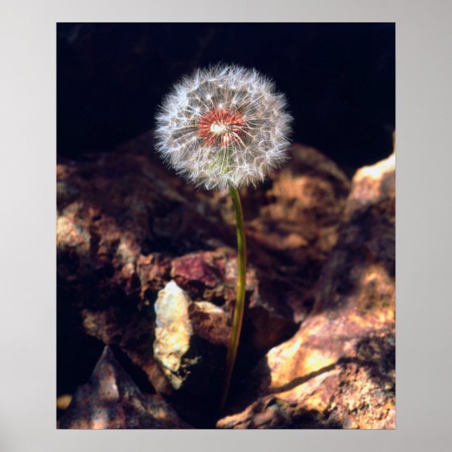 Dandelion Poster (Front)