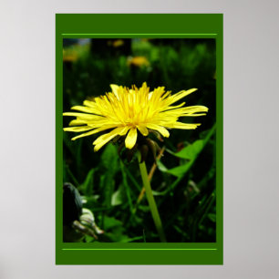 Dandelion Poster