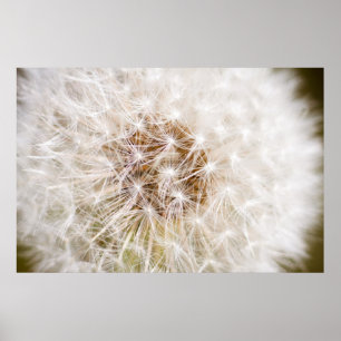 Dandelion Poster