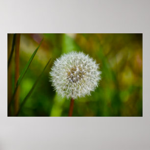 Dandelion, Poster