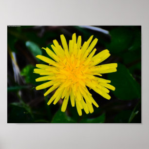 Dandelion, Poster