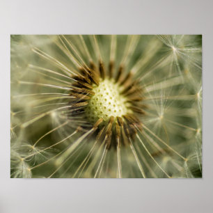 Dandelion Poster