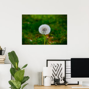 Dandelion, Poster