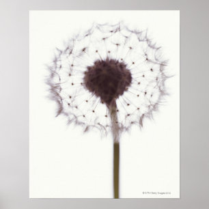 Dandelion Poster