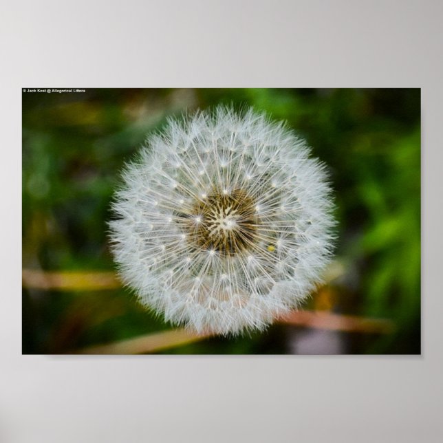 Dandelion, Poster (Front)
