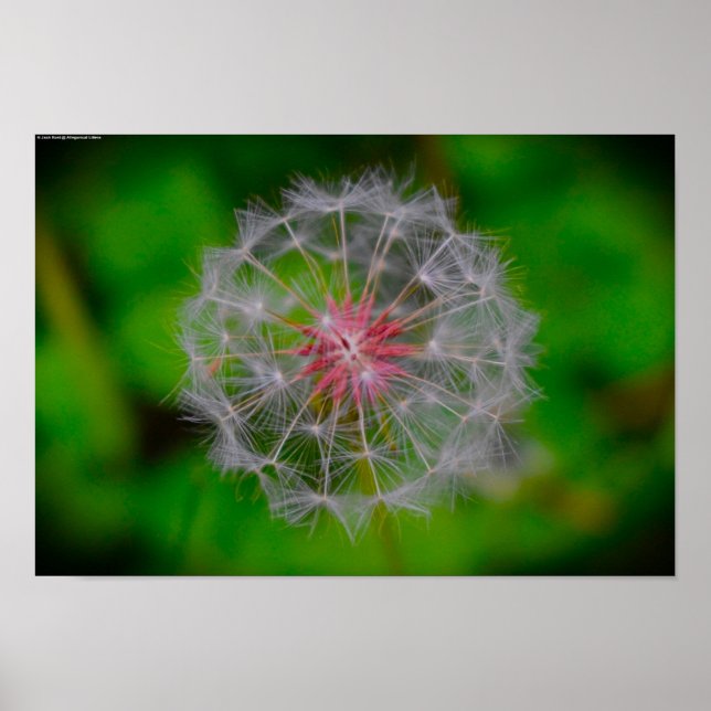 Dandelion, Poster (Front)