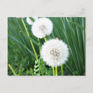 Dandelion Puff Postcard