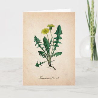 Dandelion scientific illustration greeting card