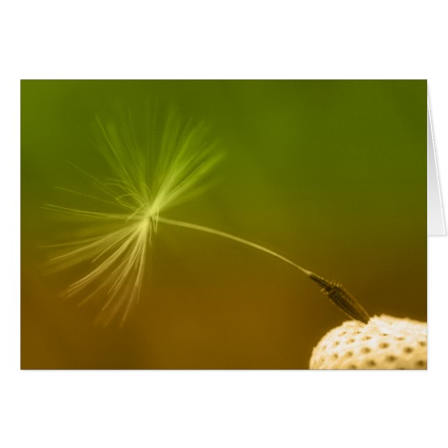Dandelion Seed (Front Horizontal)