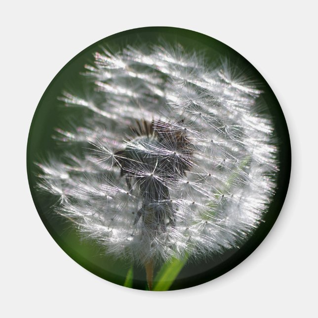 Dandelion Seed Head - Magnet (Front)