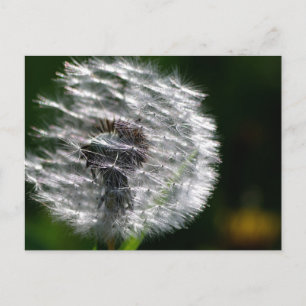 Dandelion Seed Head - Postcard
