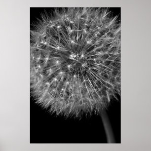 Dandelion Seed Head Poster