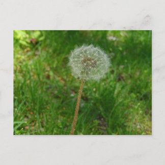 Dandelion Seed 'Puff' Postcard