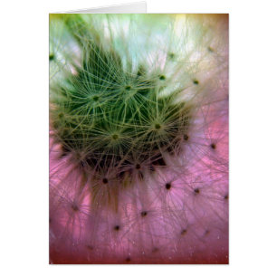 Dandelion Seeds